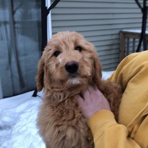 Meet your Posher, Bryn